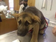 狗狗這么信任你，你怎么可以騙狗狗？！