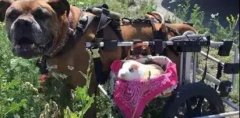 動物間沒有真感情？這只狗狗表示不服！