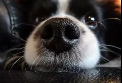 狗狗鼻子干是生病了嗎？