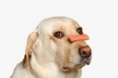 狗狗不愛吃飯的八大原因都在這里了！